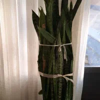 گل سانسوریا