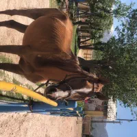 مادیان با کره دوسر عرب