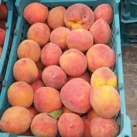 هلو شیرین