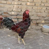 فروش مرغ و خروس
