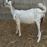 کهره نر