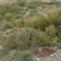 زمین قولنامه ای