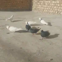 کفتر دم سفید و طوقی