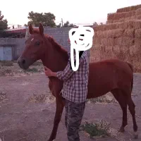 کره اسب ۱۵ ماهه