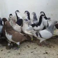 ۳تا ۲۰تا کبوتر