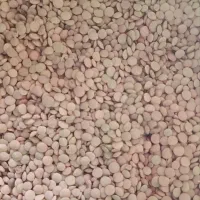 دو تن عدس کیلویی ۱۵۰