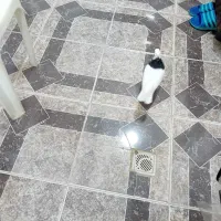 کبوتر
