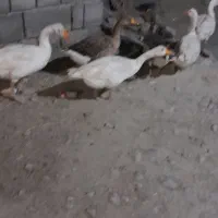 غاز جفت ۲۵۰۰