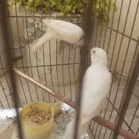 جوجه قناری سفید