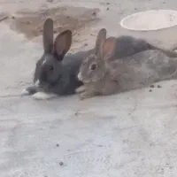 سه تا خرگوش