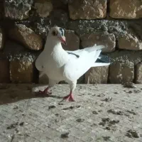 پلنگ سیاه