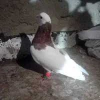 طوقی سرخ