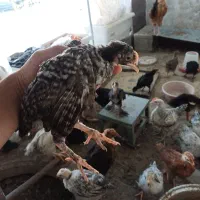 جوجه مرغ و خروس محلی ۴۵ روزه