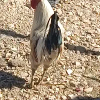 خروس گلین