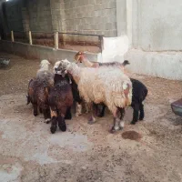یک راس بز ابستن وپنج راس بره
