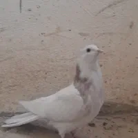 طوقی زرد