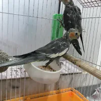 عروس هلندی