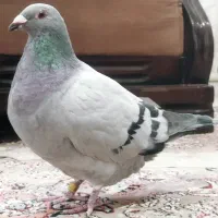 کبوتر پلاکی جان آردن و موریس دلبر
