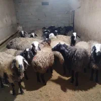 فروش میش|حیوانات مزرعه|بزینه رود, |دیوار