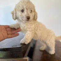 توله سگ پودل