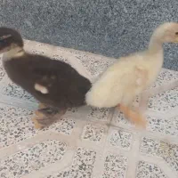 اردک ۴۰ روزه سرحال وبازیگوش