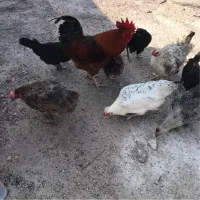 مرغ زنده فروشی