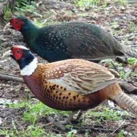 زیبای بالغ جهت پرورش