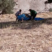 کاه کسنه و عدس