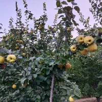 فروش ویلا باغ لوکس