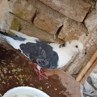 تعدادی کبوتر