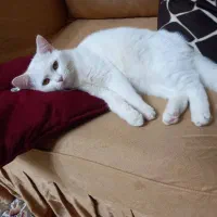 واگزاری گربه