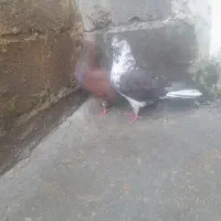 سلام یک  جفت حیوان جفت گاهی پرشی