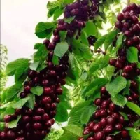گیلاس