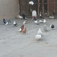 سوسنگرد خیابان شریعتی