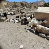 فروش بز کهره بره میش