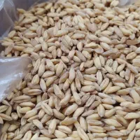 گندم کلتینه کلتی ارگانیک درشت باکیفیت در تویسرکان