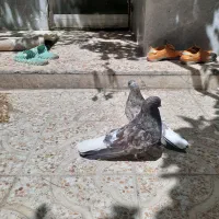 سرور  نوک ریز