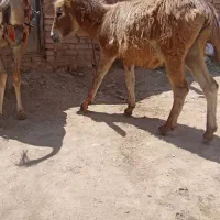 کره خر اصیل.