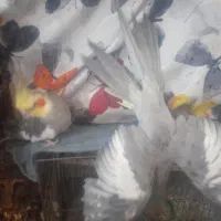 یه جفت عروس هلندی مولد