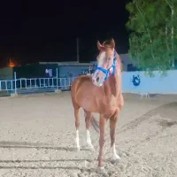 اسب