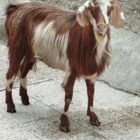 بز فروشی