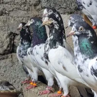 پاکستانی تیدی خون خالص
