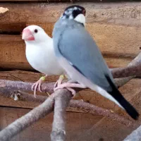 فنچ نرگسی گتوند