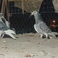 دو  جفت  نروماده کلکسیونی