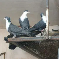 ماده کرباتی کاکلی