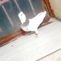 طوقی