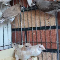 فنچ بنگالی