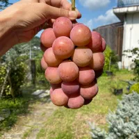 گوگرد باغبانی به همراه  حلالیت ریز مغذی