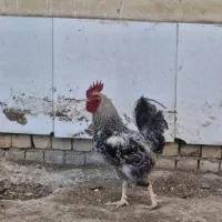 مرغ بومی درجه یک