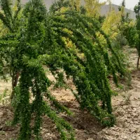 فروش ویلا باغ فاروق